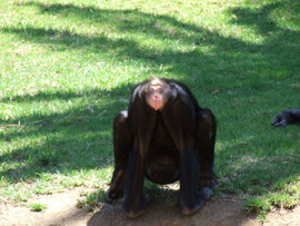 Grid chimpanzee 1