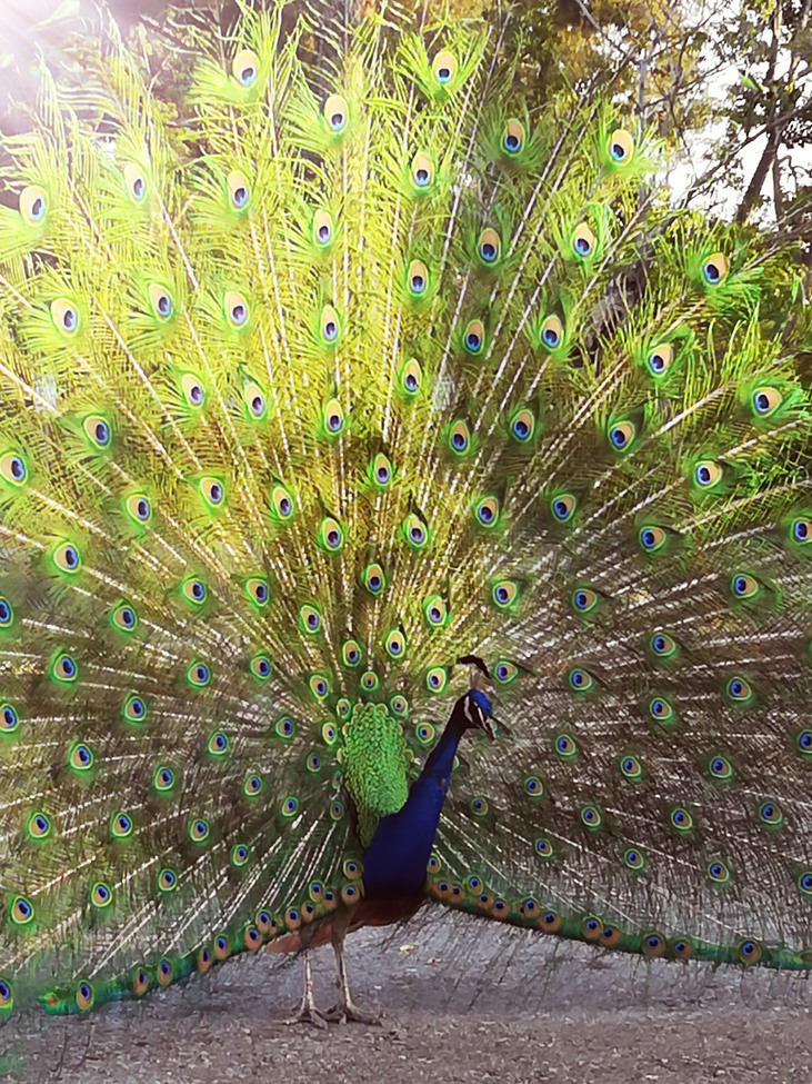 Peacock, Santa Anita Park Area, CA, United States of America