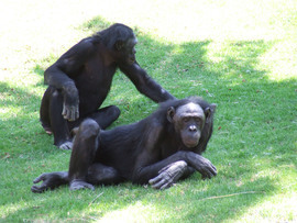Grid chimpanzee 2