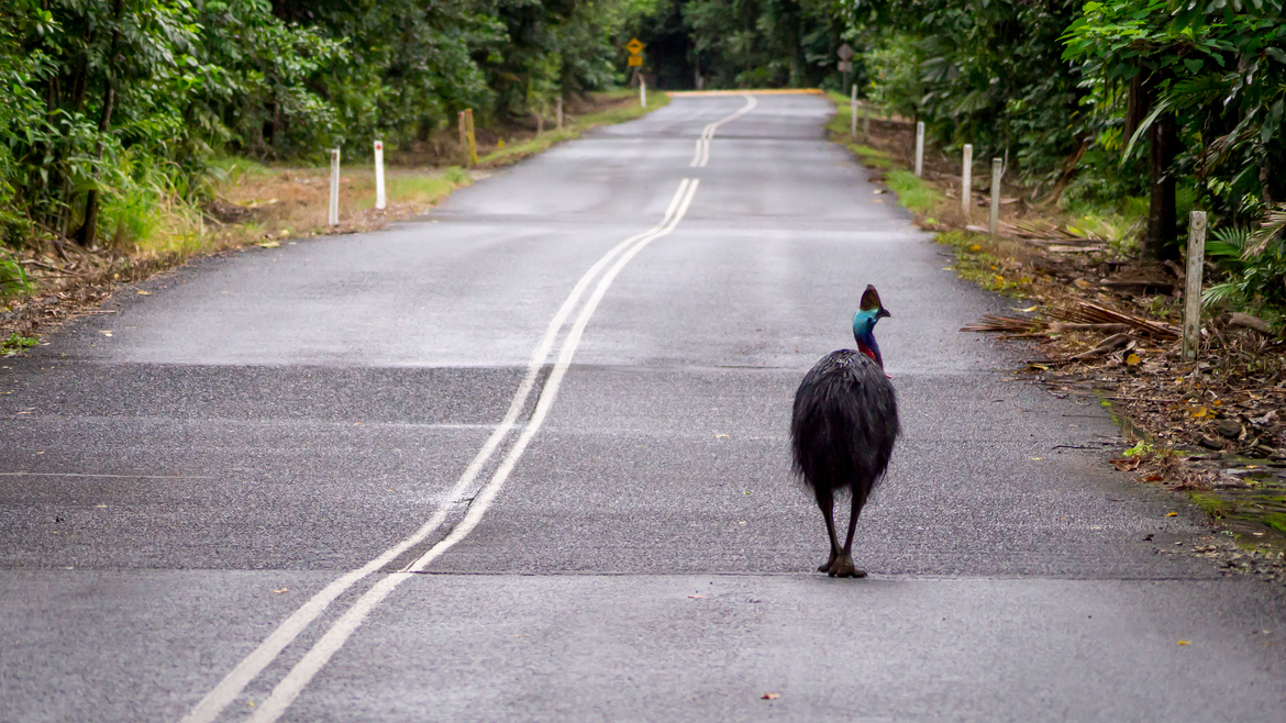 Cassowary, Daintree Rainforest, Australia