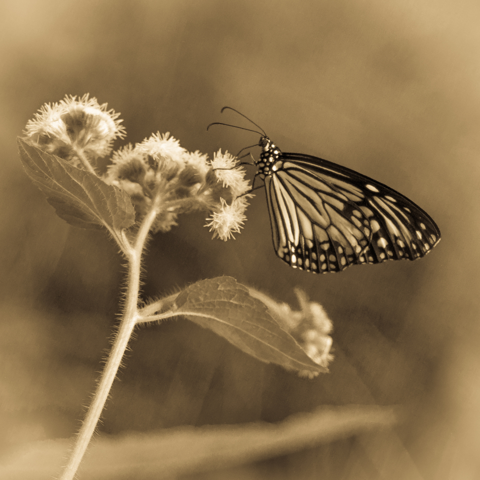 Butterfly, Dragon's Back Trail, Hong Kong, Hong Kong