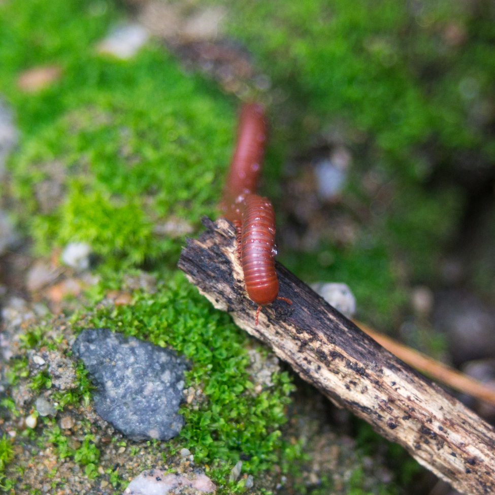 Centipede, Sha Tin, Hong Kong