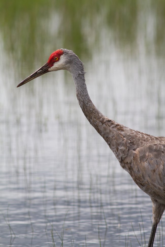 Sandhill Crane - Antigone canadensis (Grus canadensis), Clearwater Lake Recreation Area, Ocala National Forest, Florida, United States of America