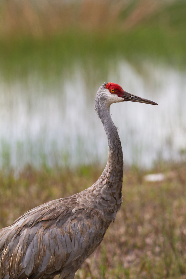 Sandhill Crane - Antigone canadensis (Grus canadensis), Clearwater Lake Recreation Area, Ocala National Forest, Florida, United States of America