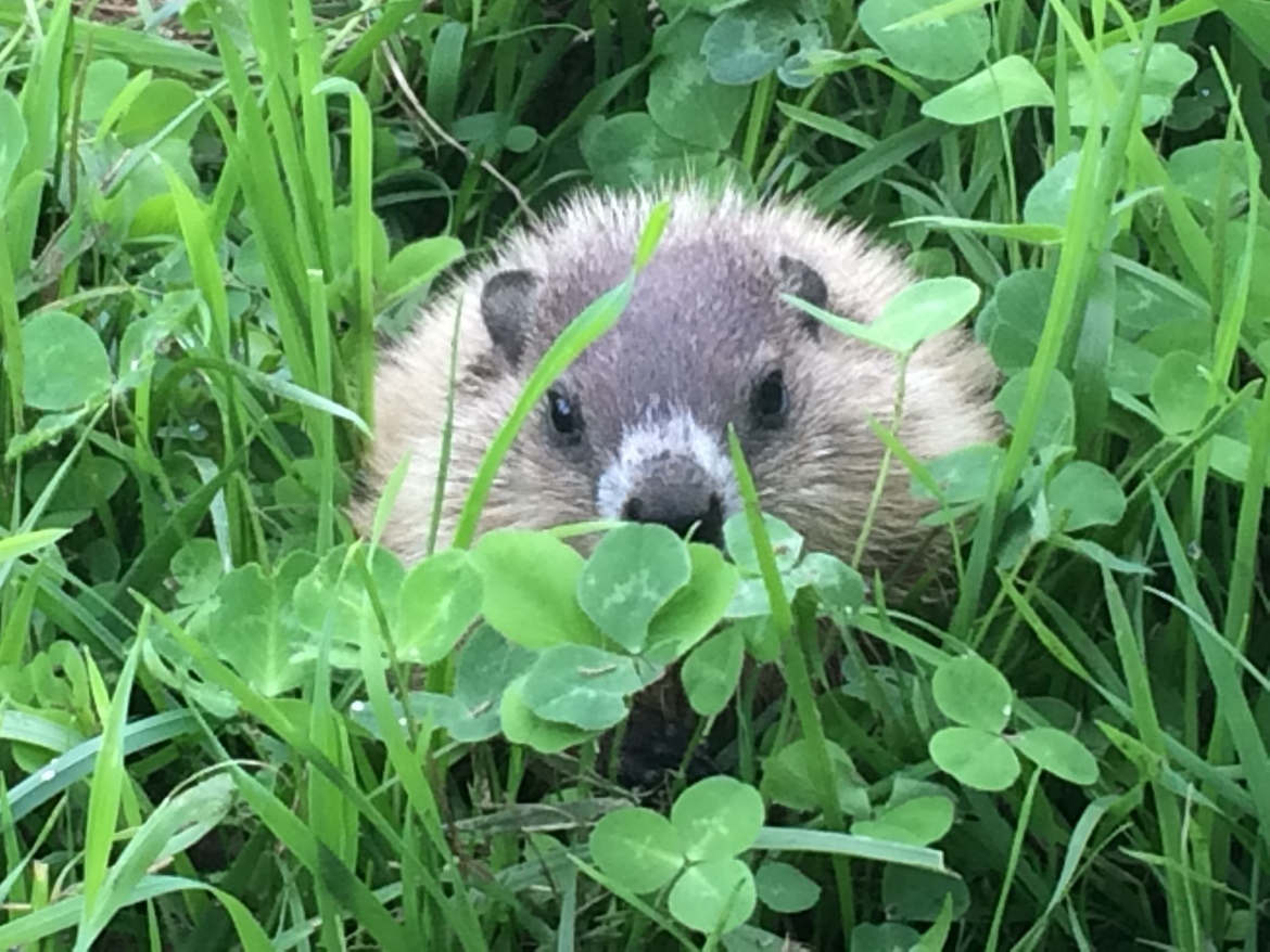 Ground hog, Tennessee , United States of America