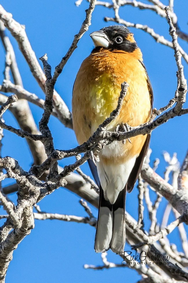 Black-headed grosbeak, Yellow Fork Canyon, United States of America