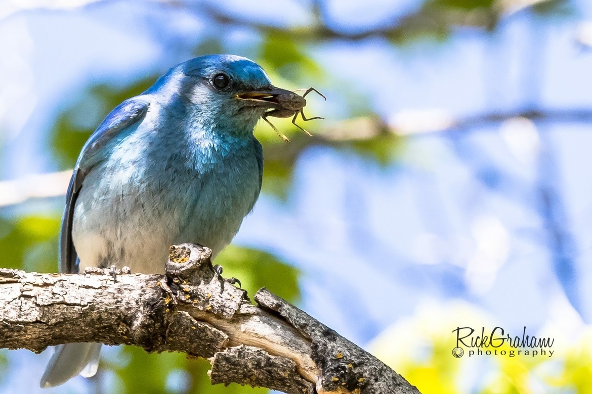 Mountain Bluebird, Yellow Fork Canyon, United States of America