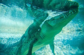 Grid satish nair 3  sw croc