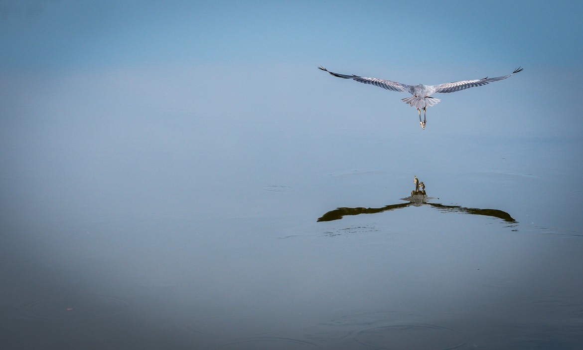 Blue Heron, Golf course, Bonita Springs, United States of America