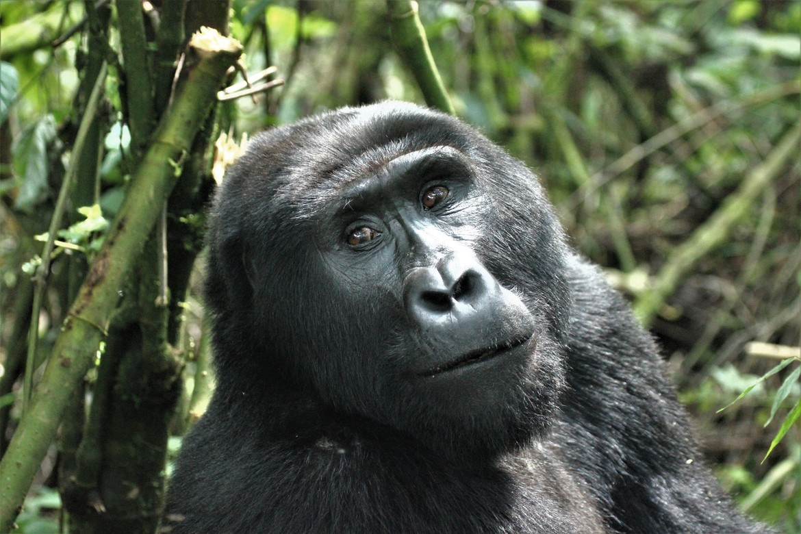 Mountain Gorilla, Bwindi Impenetrable National Park, Uganda