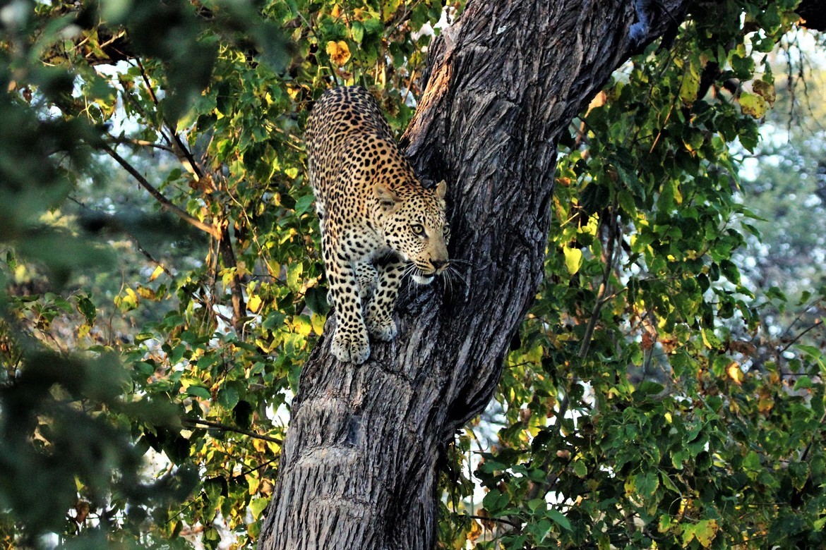 Leopard, Gomoti Camp, Botswana