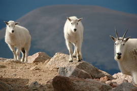 Grid mt evans welcoming committee