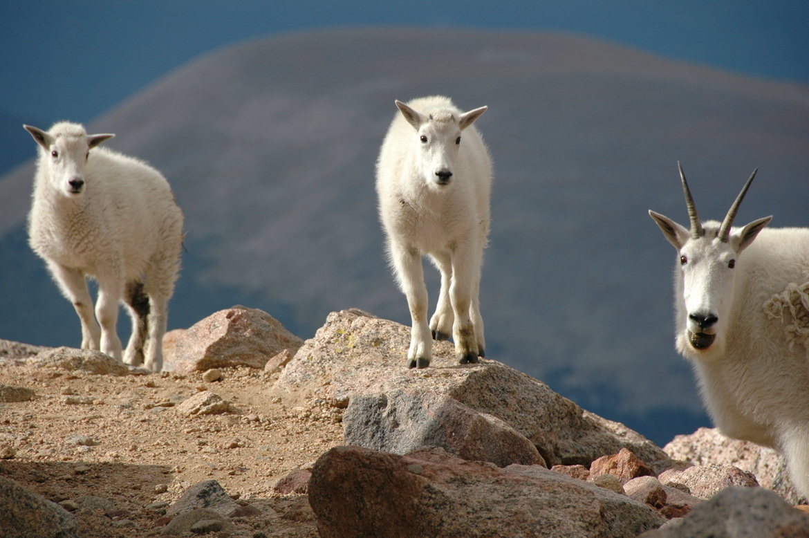 Mountain Goat, Mount Evans, Colorado, United States of America