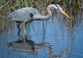 Grid egret2