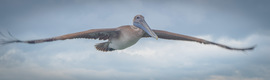Grid pelican2