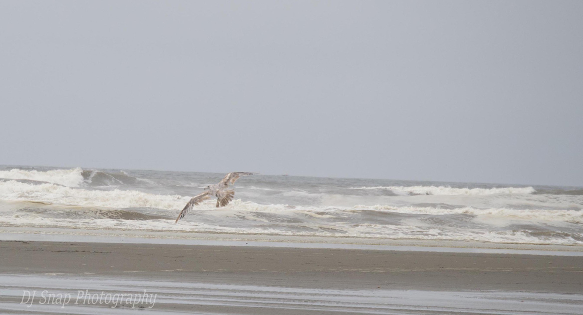 Seagull, The Great Northwest, Washington, United States of America