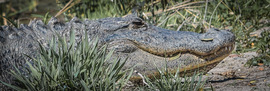 Grid gator1