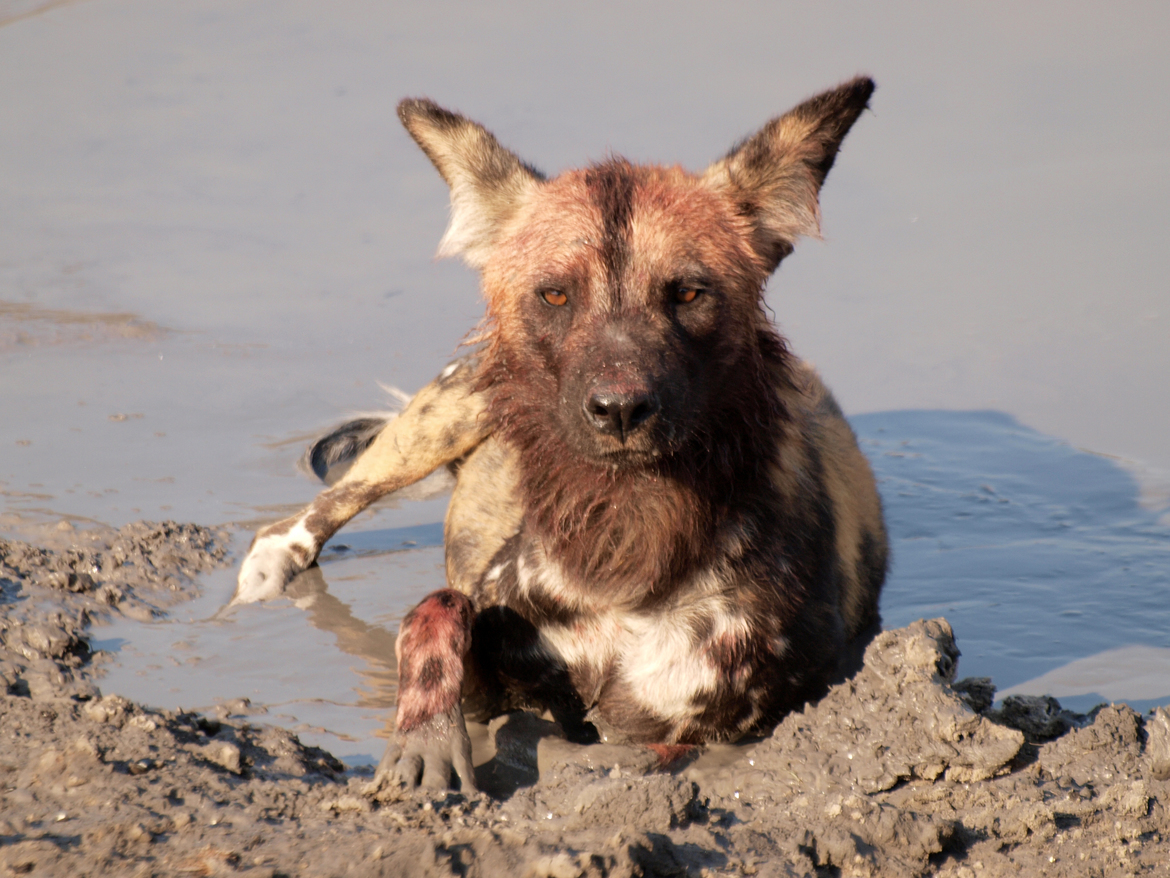 african wild dog, Chobe National Park, Botswana