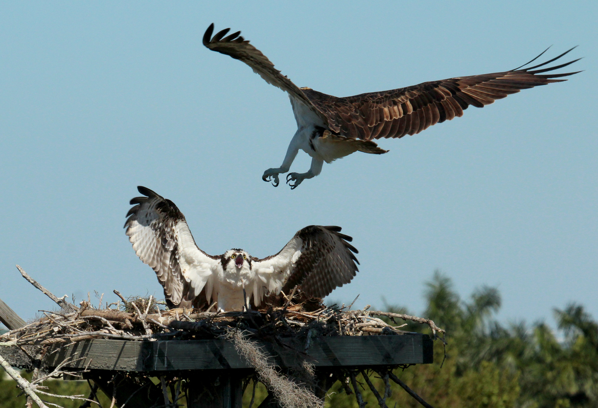 osprey, Sanibel Island, United States of America