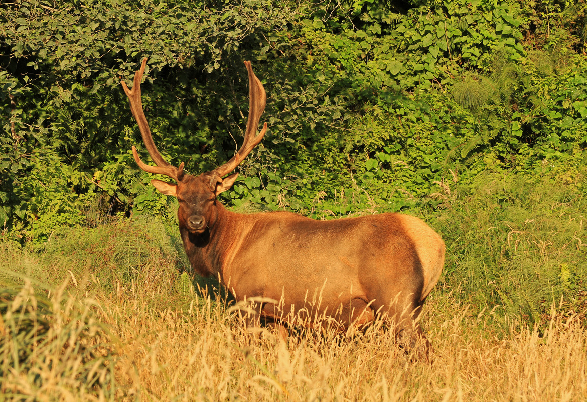 Elk, Fern Canyon, CA, United States of America