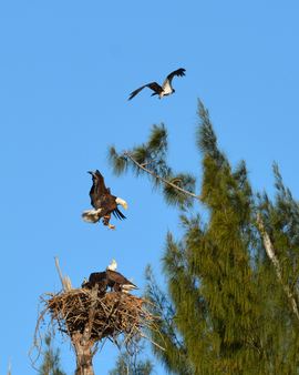 Grid defending the nest
