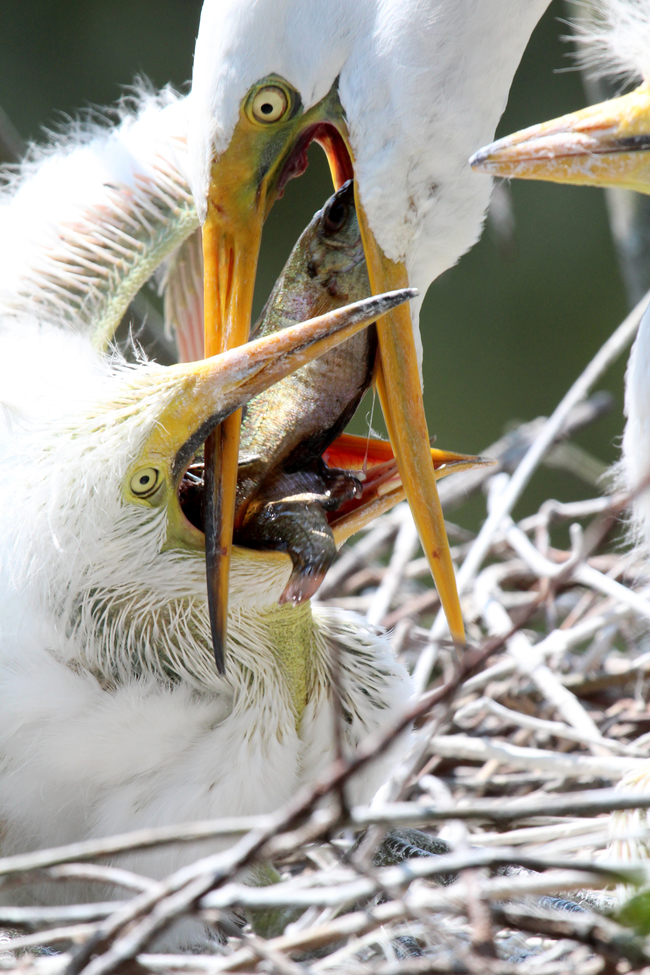 great egret, Orlando, Florida, United States of America