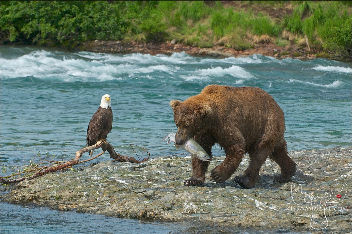 Brown Bear, McNeil River, Alaska, United States of America