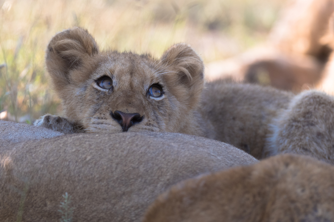 Lion, Ngala, South Africa