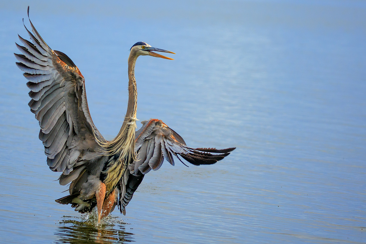 Great Blue Heron, Seminole County, Florida, United States of America