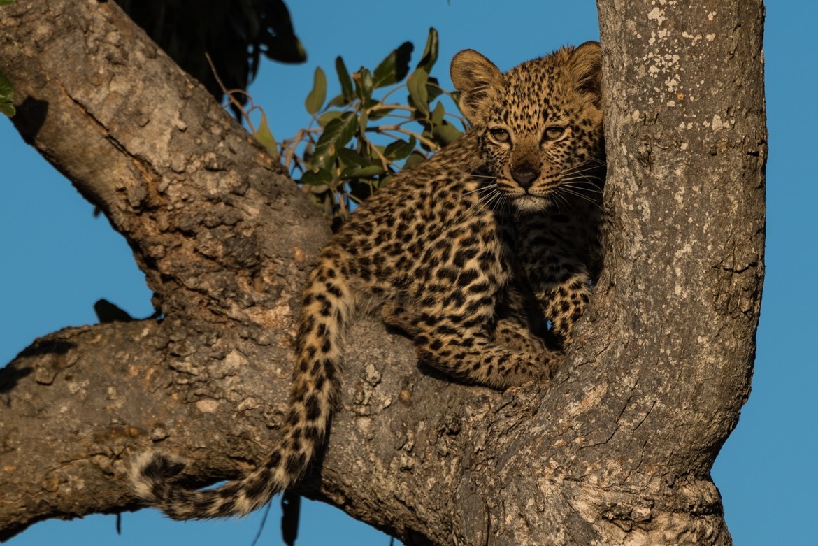 Leopard, Sabi Sands, South Africa