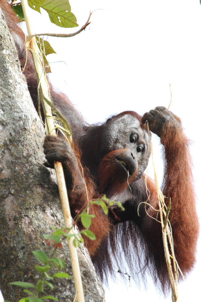 orangutan, Kinabatangan River of Borneo, Malaysia