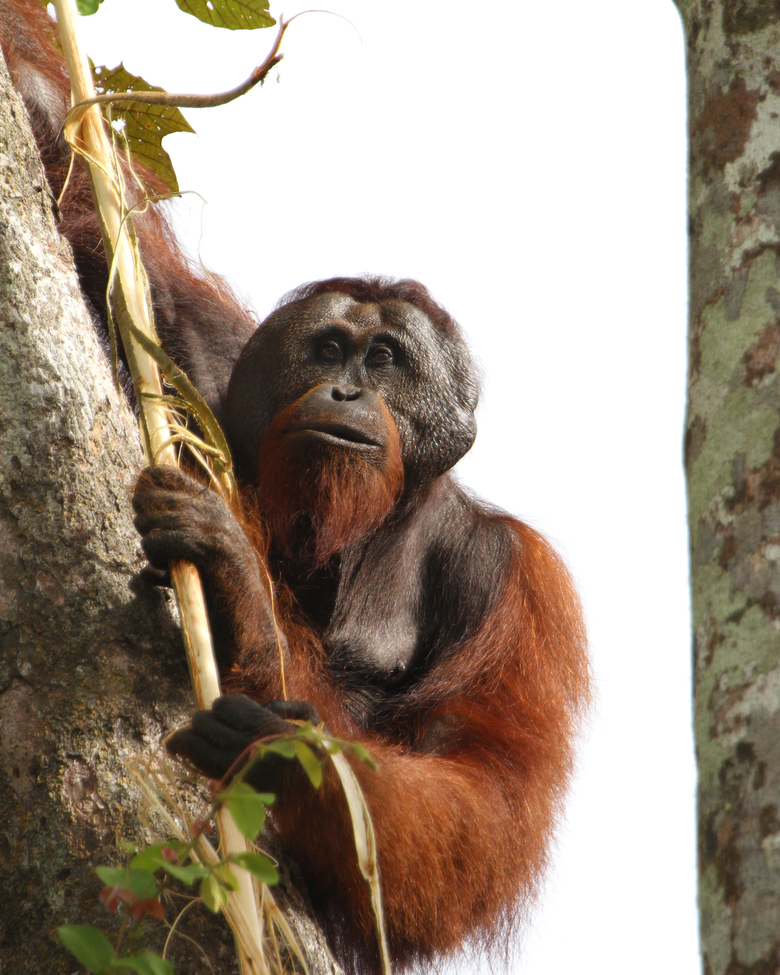 orangutan, Kinabatangan River of Borneo, Malaysia