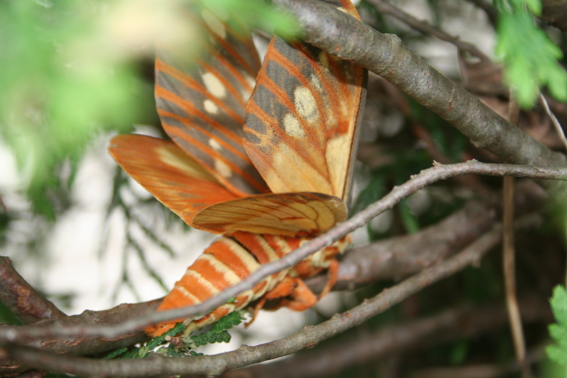 Moth, unknown , Tennessee campground, United States of America