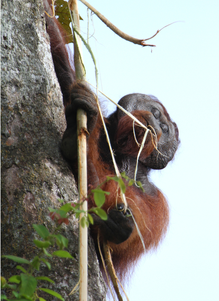 orangutan, Kinabatangan River of Borneo, Malaysia