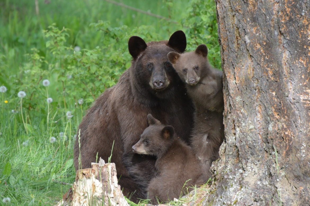 Black Bear, BC, Canada