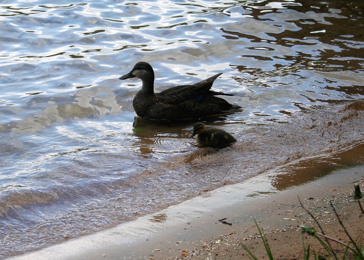 Mallard, Female , Star Lake, NY, United States of America