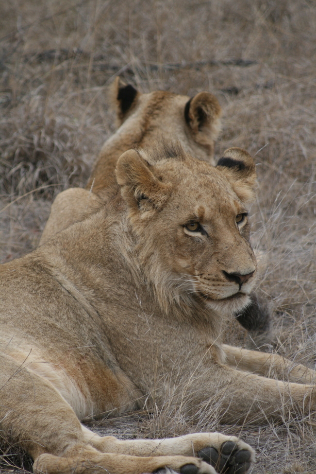 Lioness , Sabi Sands Game Reserve , South Africa