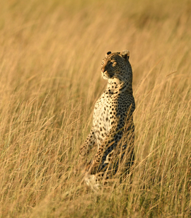 Grid africa17 205