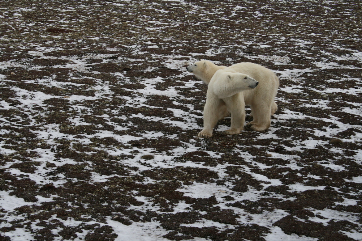 Polar Bear, Churchill, Canada , Canada