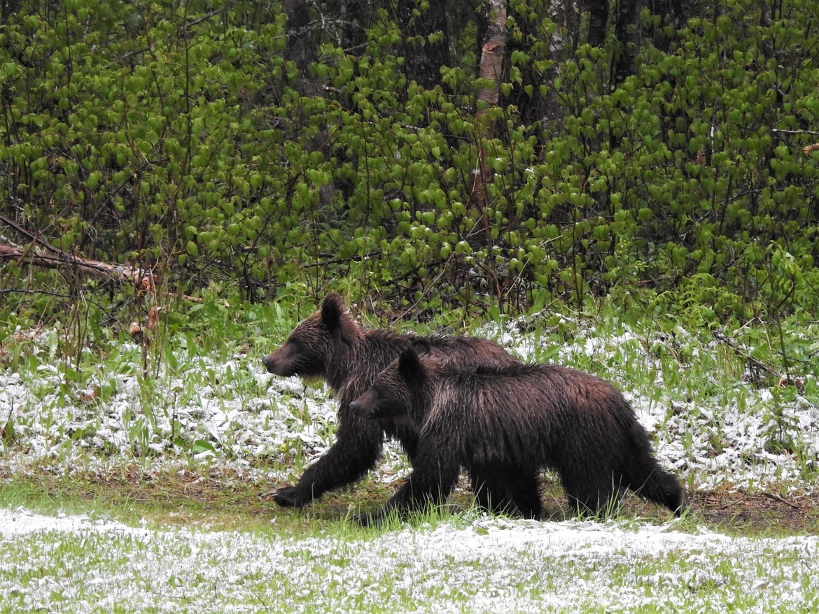 Grizzly Bear, BC, Canada