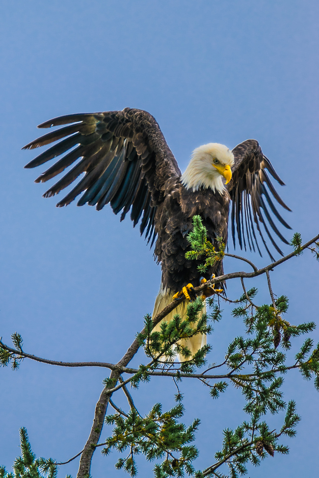 Bald Eagle, Harrison Mills , BC, Canada