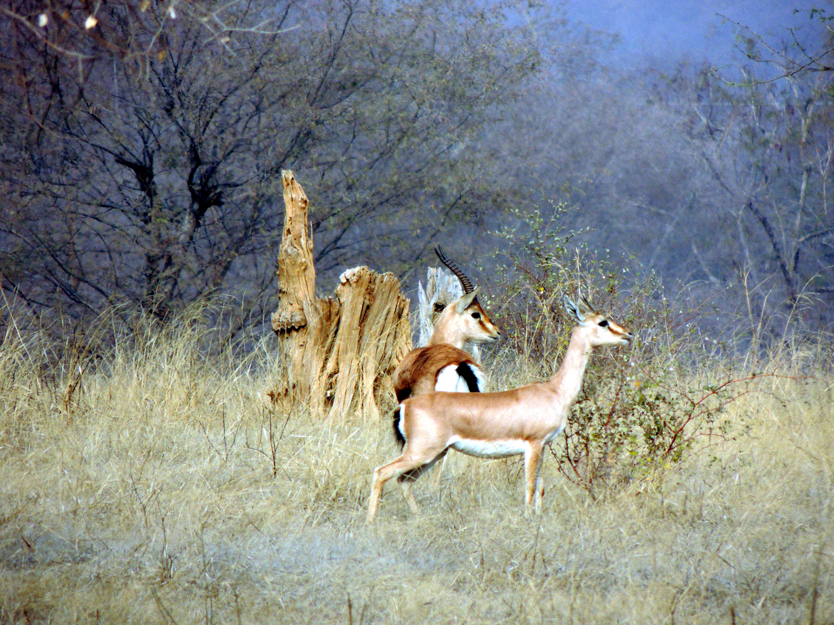Chinkara, Ranthambore National Park, India