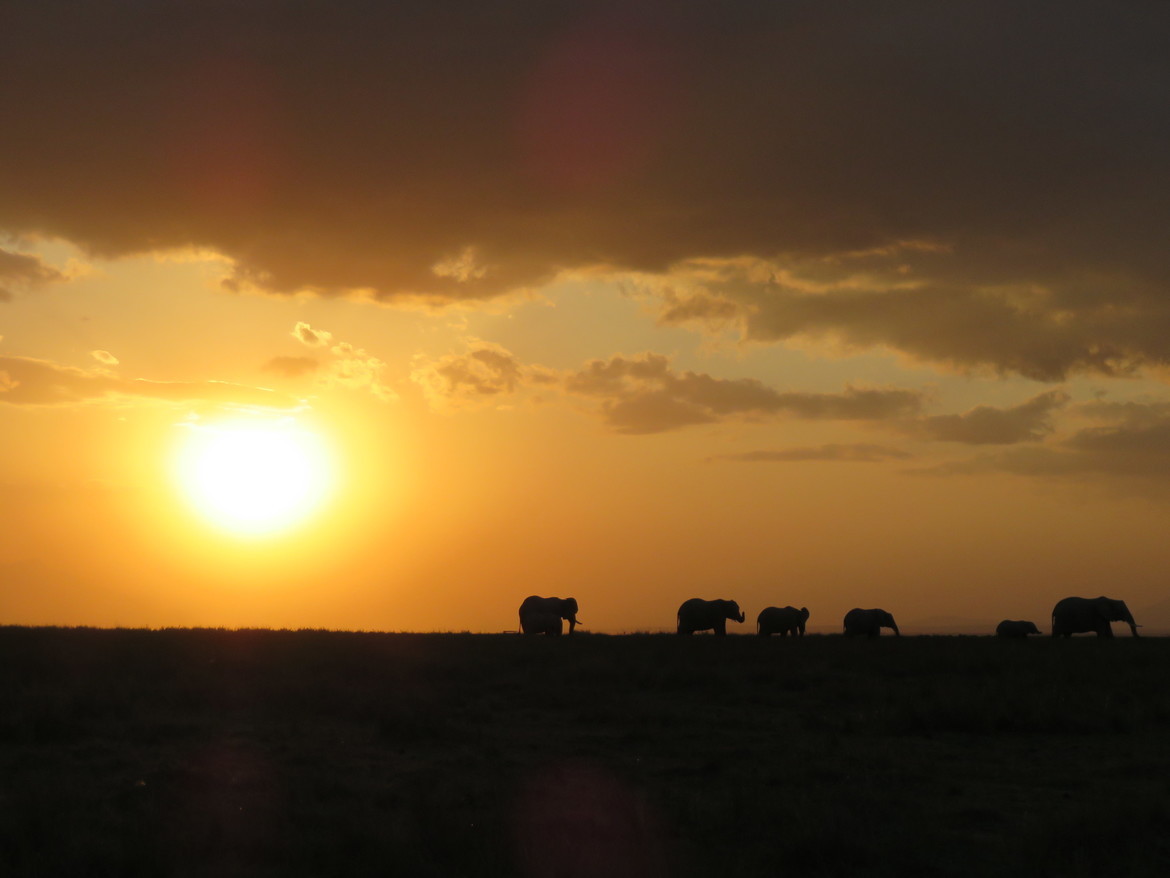 Elephants, masai mara, Kenya
