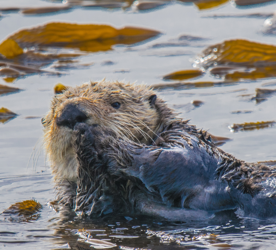 Sea otter, Morro Bay - California, United States of America
