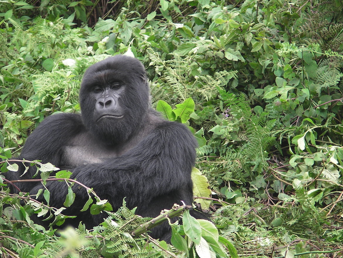 Gorilla, Virunga Mountains, Rwanda