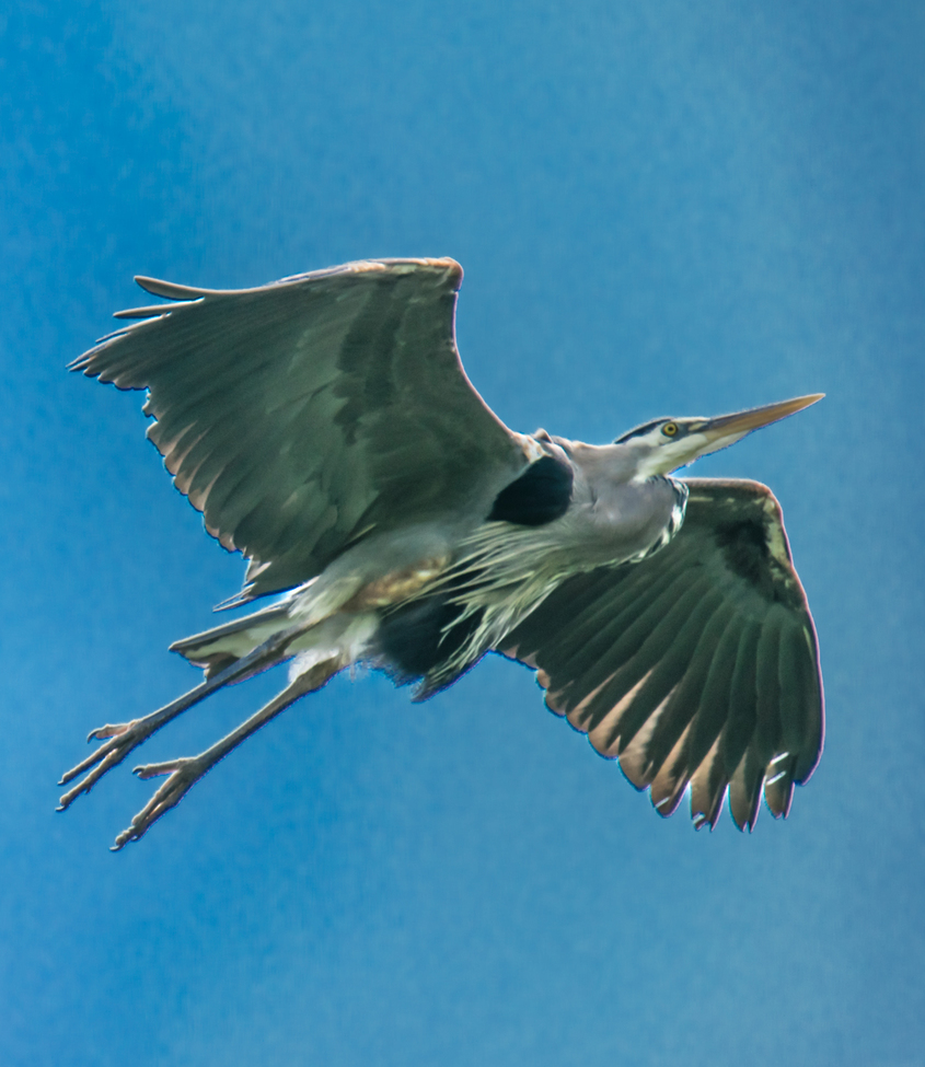 Great Blue Heron, Great Blue Heron Reserve, Chilliwack British Columbia, Canada