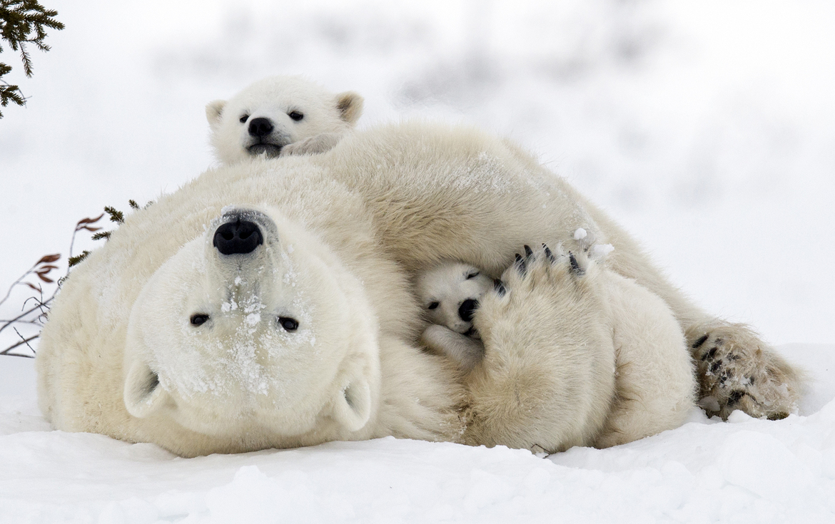 Polar Bear (ursus maritimus), Wapusk National Park, Manitoba, Canada