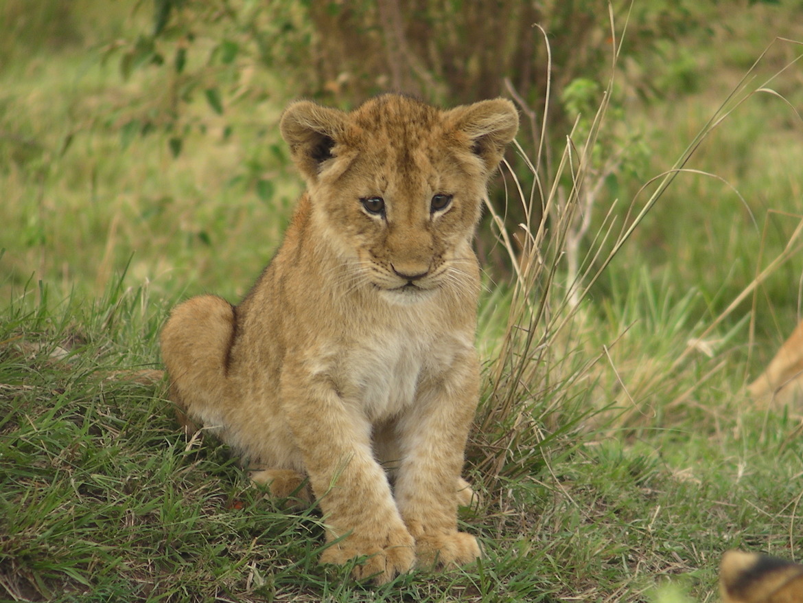 Lion, masai mara, Kenya