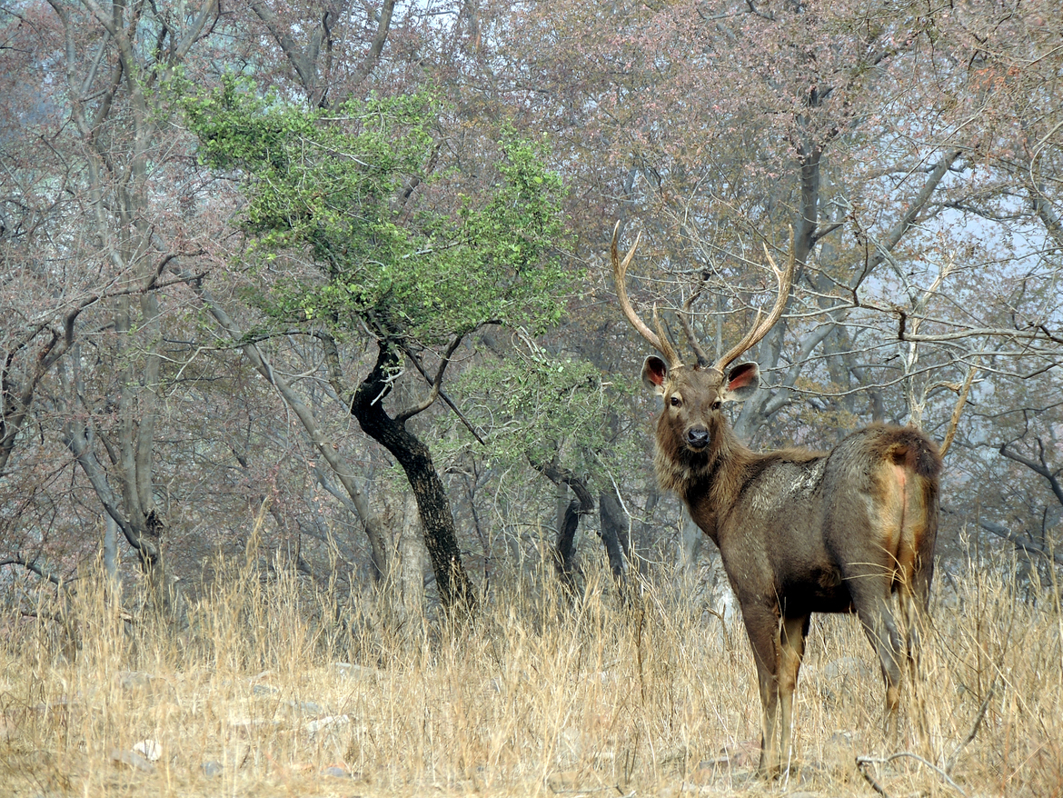 Sambhar, Ranthambore National Park, India