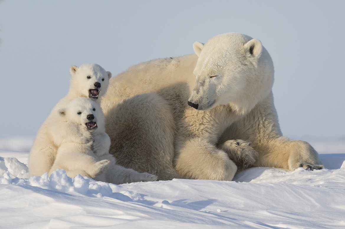 Polar Bear (ursus maritimus), Wapusk National Park, Manitoba, Canada